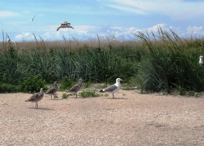 Остров семи ветров Ейск