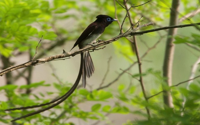 Баклан и Чайка