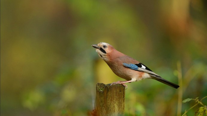 Розовошейный зелёный голубь
