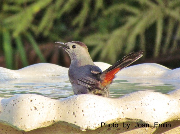 Птицы Железноводска