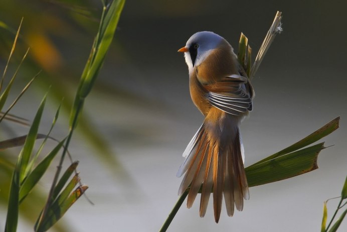 Птицы над морем