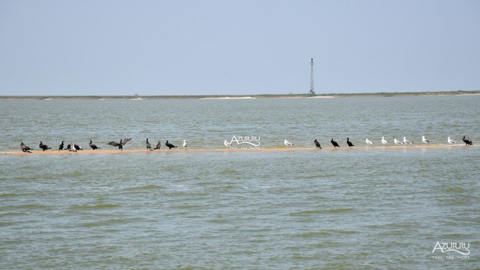 Тихоокеанский Баклан