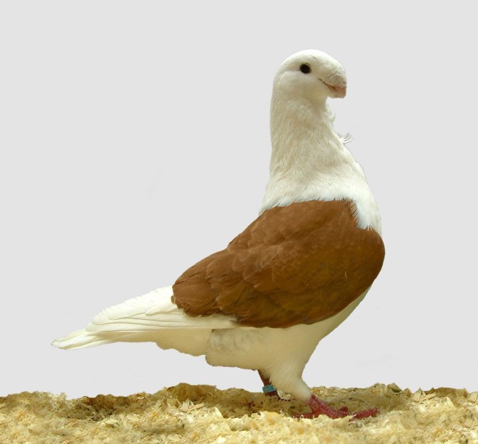 Голубь Богемская космоногая