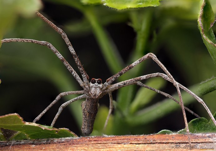 Гигантский паук-охотник (heteropoda maxima)
