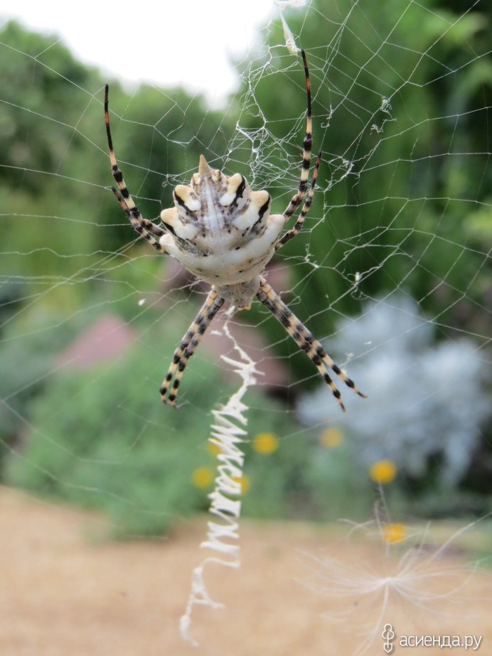 Паук крестовик Каракурт белый