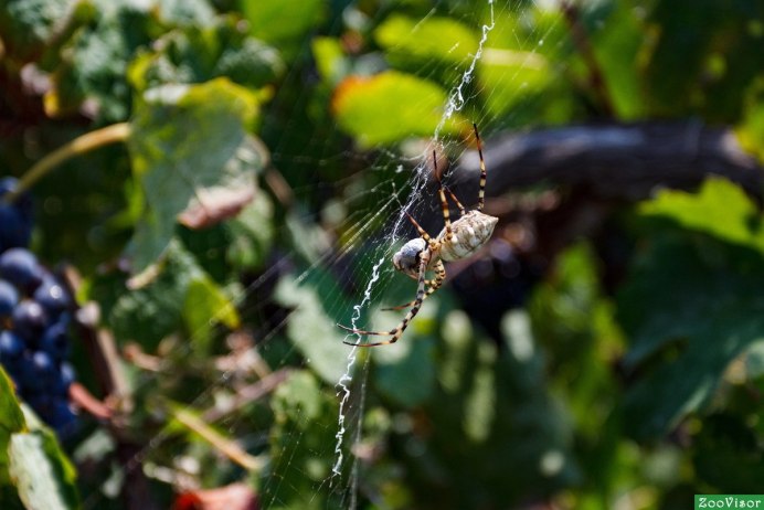 Паучок виноградный