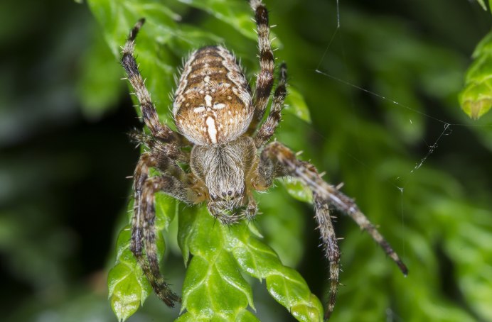 Паук в винограде