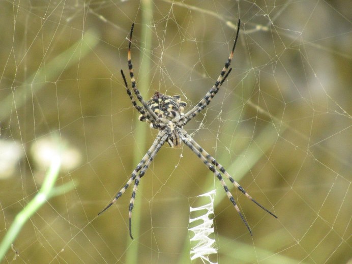 Паук Арахнид красный