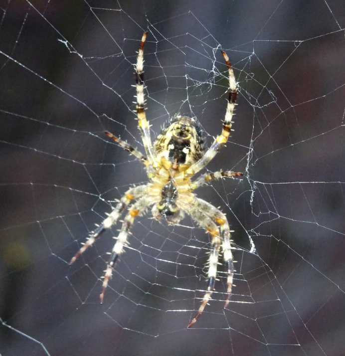 Виноградный паук зеленый