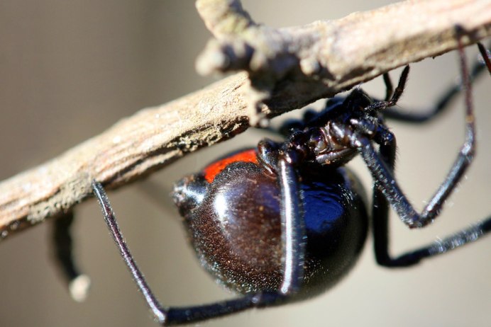 Пауки Подмосковья