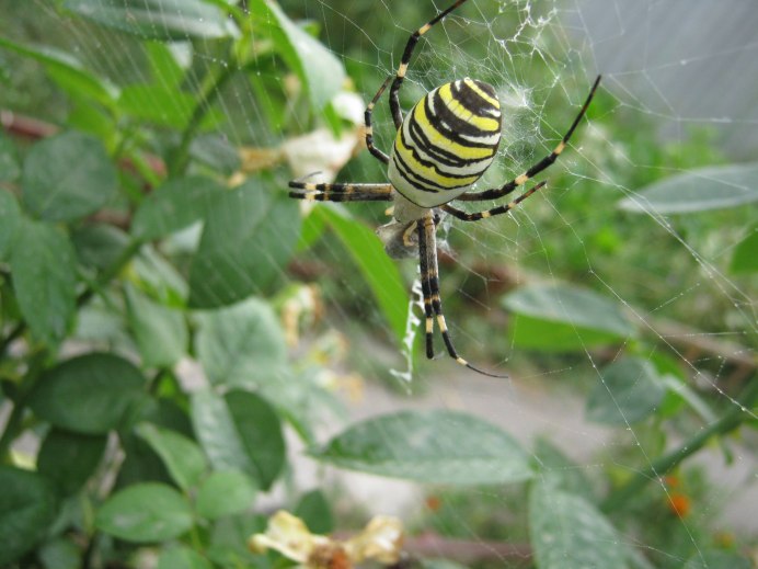 Пауки в джунглях Индии