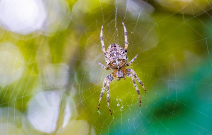 Виноградный паук фото