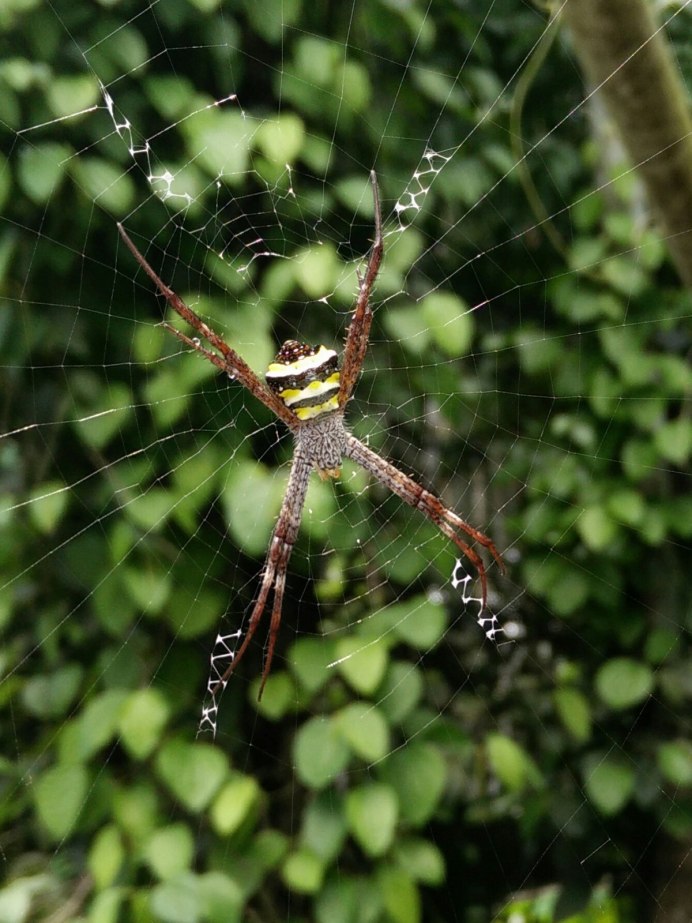 Пауки филодромиды