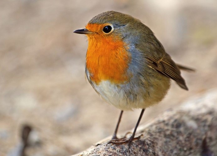 Зарянка Малиновка Красногрудка