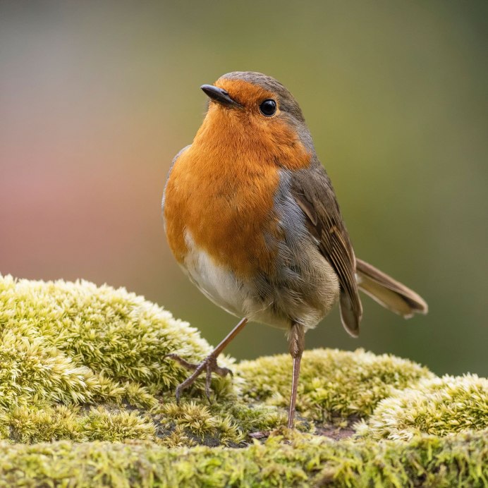 Птичка с оранжевой грудкой
