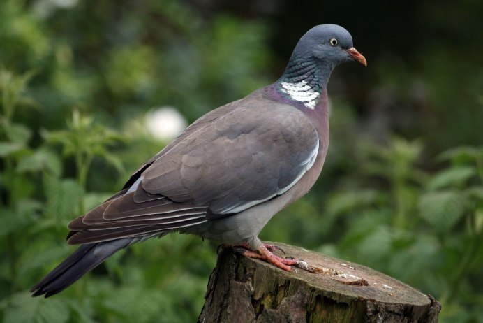 Вяхирь (Columba palumbus)