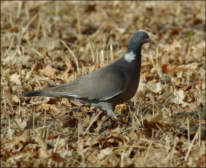 Вяхирь (Columba palumbus)