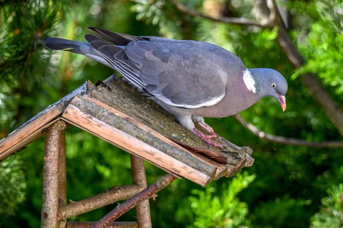 Вяхирь (Columba palumbus)