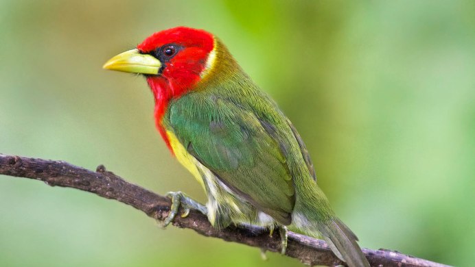 Зеленый дятел -Picus viridis Linnaeus (1758)