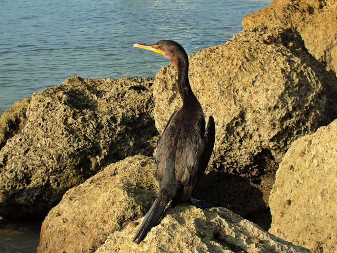 Больших Бакланов (Phalacrocorax Carbo)
