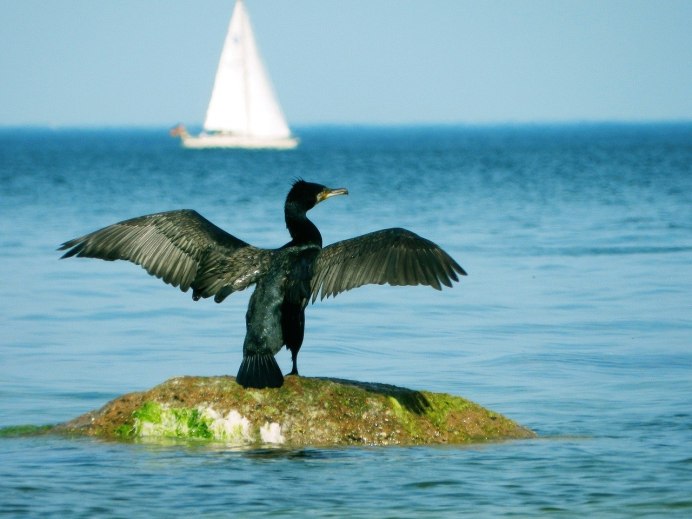 Баклан Балтийское море
