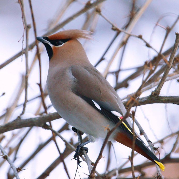 Свиристель обыкновенный (Bombycilla garrulus)