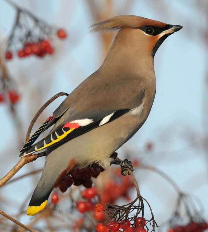Браминский скворец (Sturnus pagodarum)