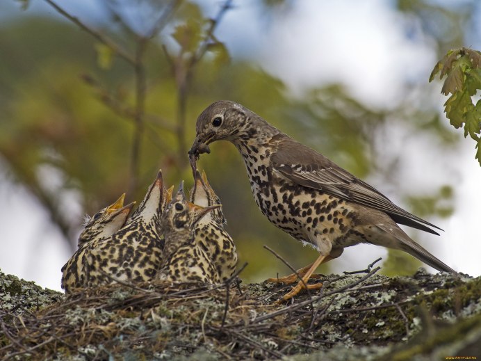 Певчий Дрозд (turdus philomelos)