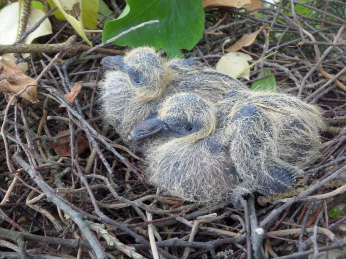 Птенец голубя Columba palumbus
