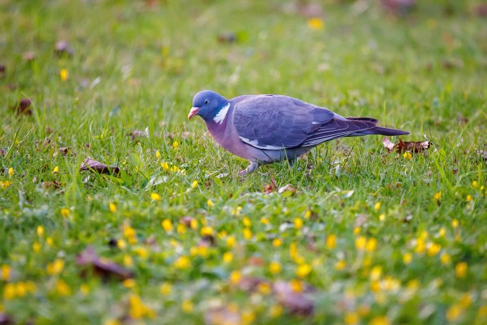 Птенец Columba palumbus