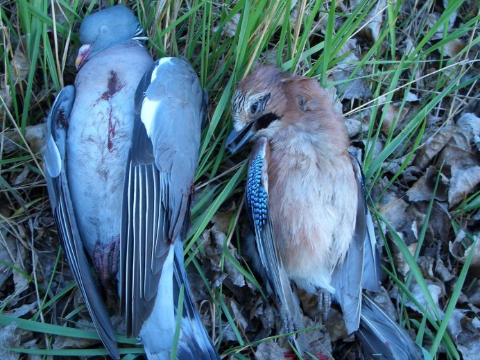 Птенец Columba palumbus