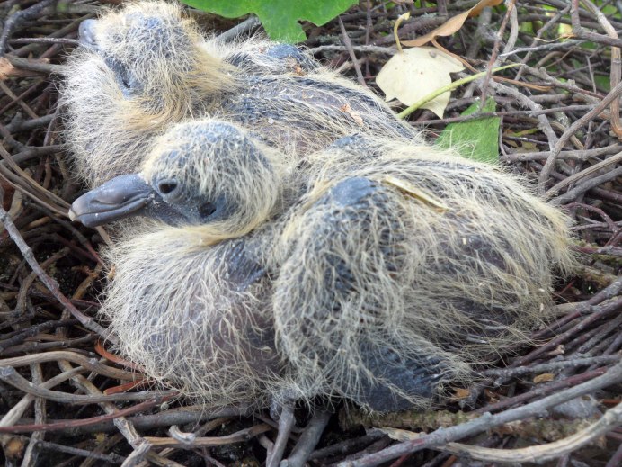 Птенец Columba palumbus