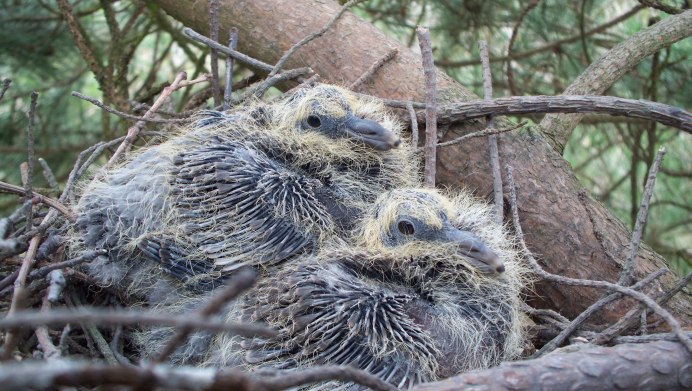 Птенец Columba palumbus