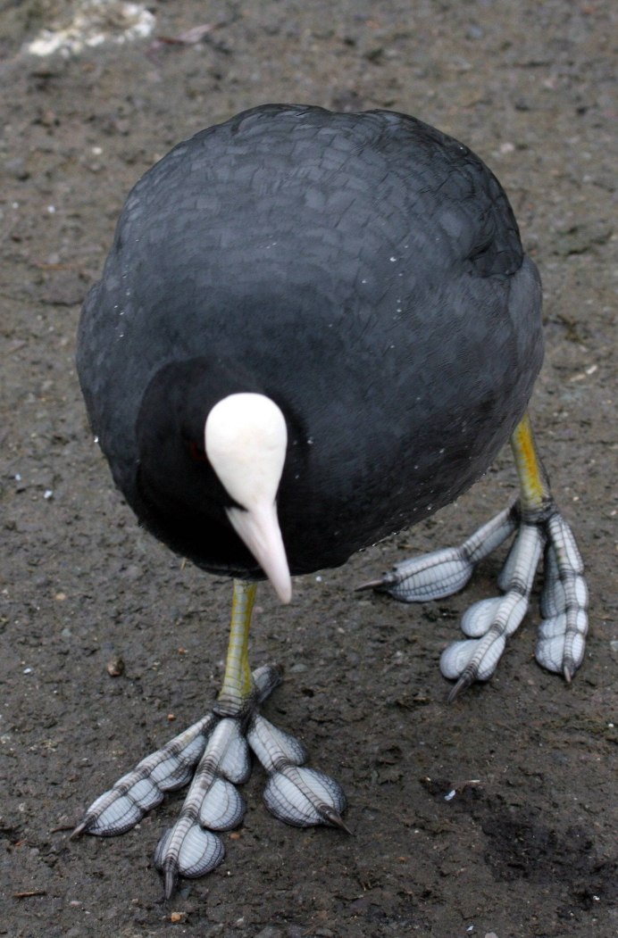Американская лысуха (Fulica Americana)
