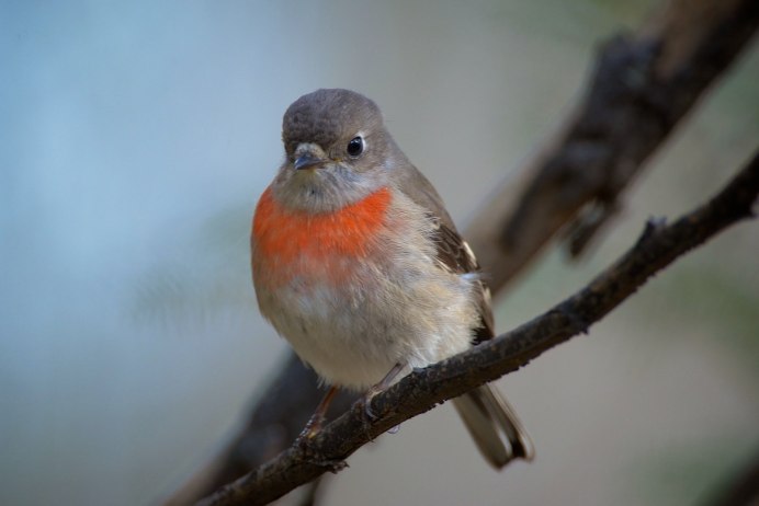 Странствующий Дрозд (turdus migratorius)