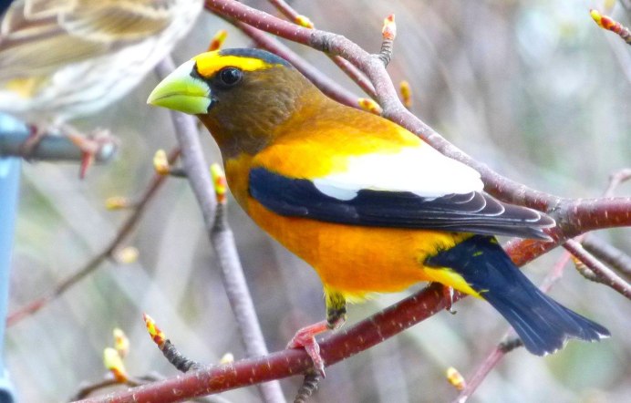 Птичка с желтыми перышками на крыльях