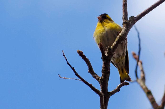 Птицы с желтым оперением