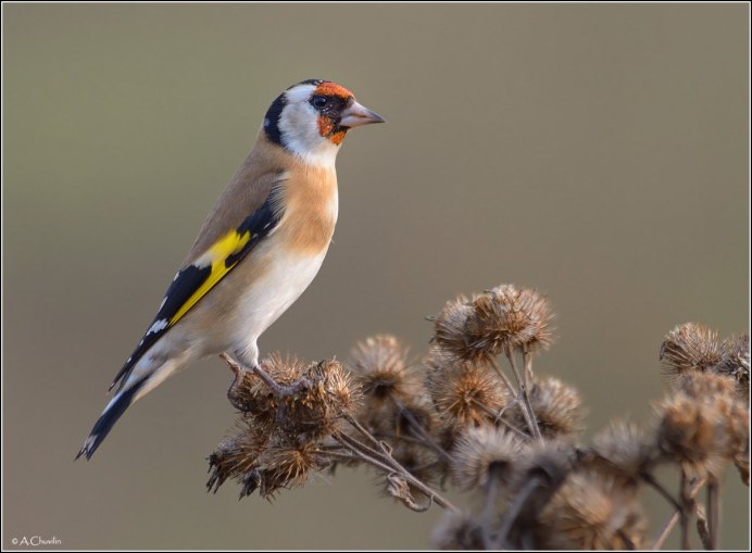 Зеленушка птица