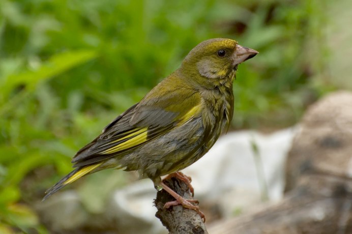 Певчий медосос птица