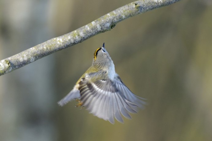 Иволга оранжевая