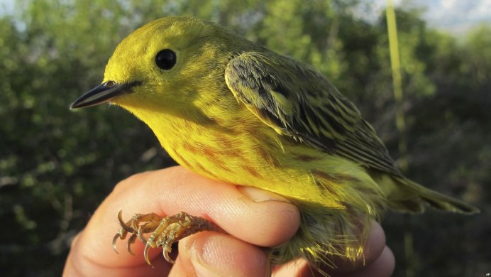 Обыкновенная зеленушка самец