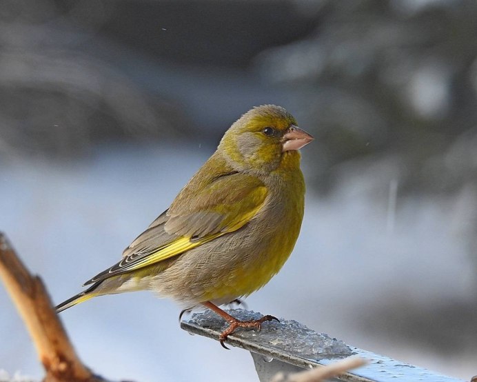 Птицы с ярким оперением