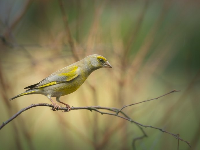 Птица с желтыми крыльями