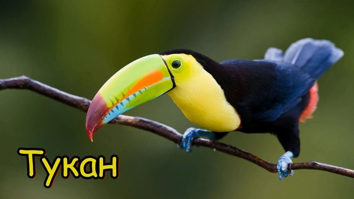 Лимонногорлый Тукан