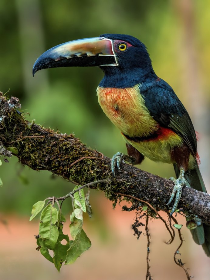 Тукан эндемик