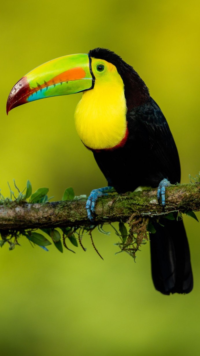 Трёхпалый Лесной Зимородок