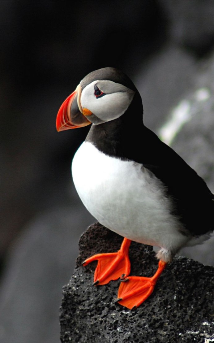 Атлантический тупик