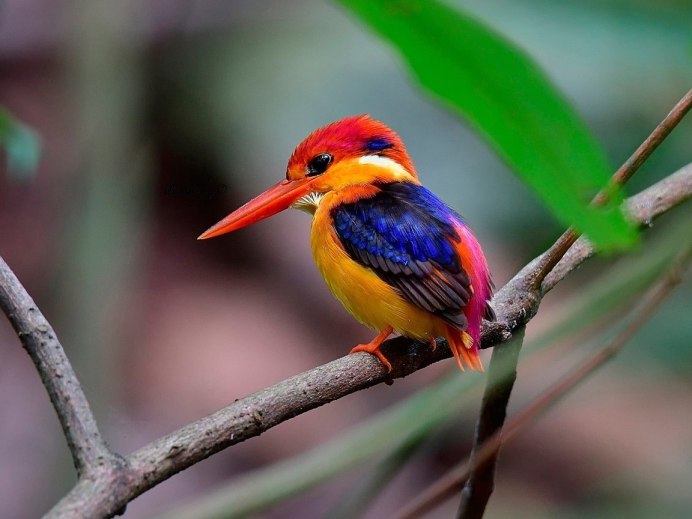 Желтогорлый Тукан