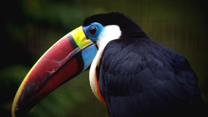 Шафрановый арасари