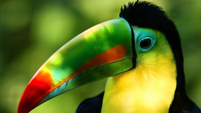 Барбет птица